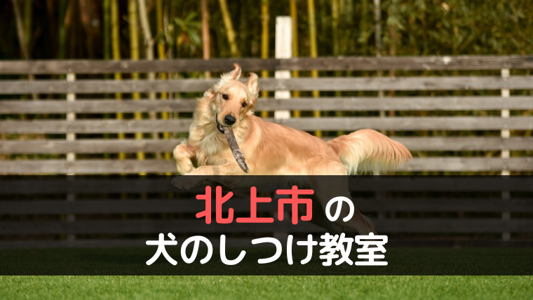 ダメ犬脱出！藤井聡の犬のしつけ方法 - 住まい/暮らし/子育て